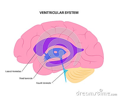 Ventricular system anatomy Vector Illustration