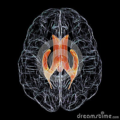 Ventricular system of brain, 3D illustration Cartoon Illustration