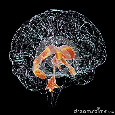 Ventricular system of brain, 3D illustration Cartoon Illustration