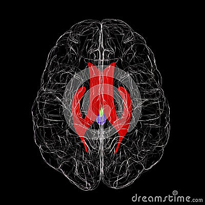 Ventricular system of brain, 3D illustration Cartoon Illustration