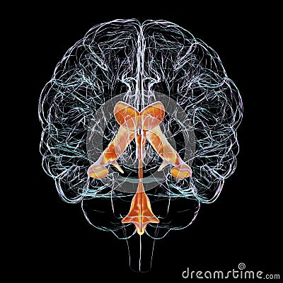 Ventricular system of brain, 3D illustration Cartoon Illustration