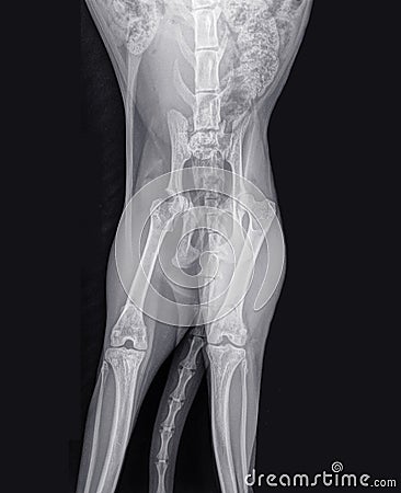 X-ray of a cat with a pelvic fracture Stock Photo