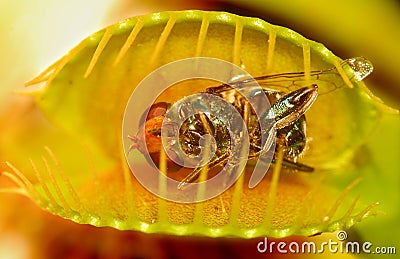 Venus fly trap Stock Photo