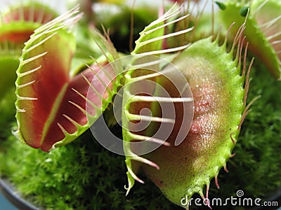 Venus Fly Trap Stock Photo