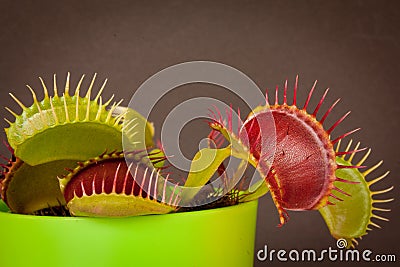 Venus Fly Trap Stock Photo