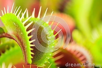 Venus flytrap Stock Photo