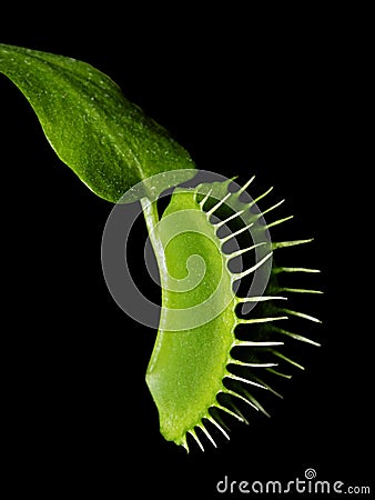 Venus Flytrap - Dionaea Muscipula Stock Photo