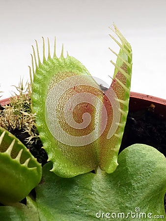 Venus flytrap Dionaea muscipula in a pot Stock Photo