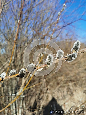 Verba branches. Willow twigs with buds.Blue sky Stock Photo