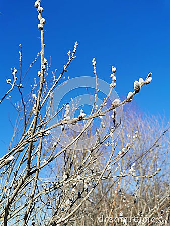 Verba branches. Willow twigs with buds.Blue sky Stock Photo