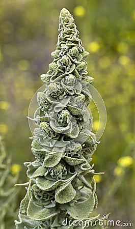 Verbascum Stock Photo