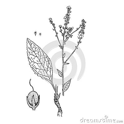 Verbascum marschallianum Vector Illustration