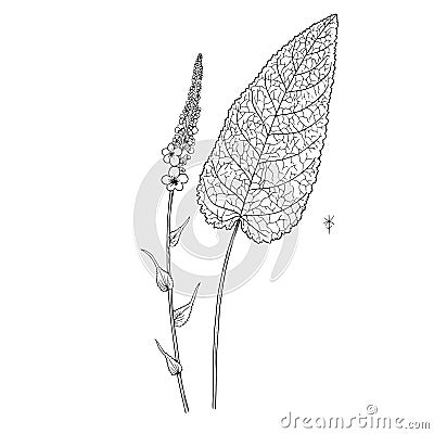 Verbascum nigrum Vector Illustration