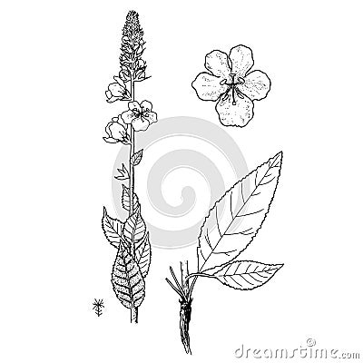 Verbascum ovalifolium Vector Illustration