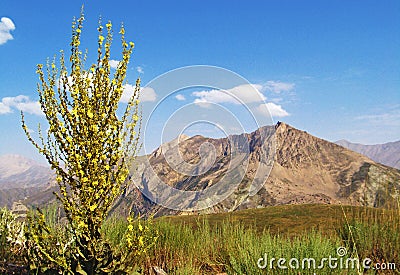 Verbascum songaricum or Mullein flower in Alborz Mountains Stock Photo