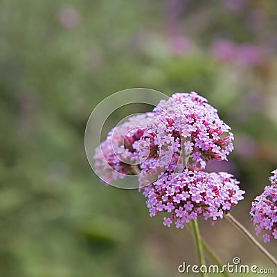 Verbena bonariensis Stock Photo