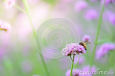 Verbena Bonariensis with honey bee getting nectar from pollination process (Argentinian Vervain or Purpletop Vervain. Stock Photo