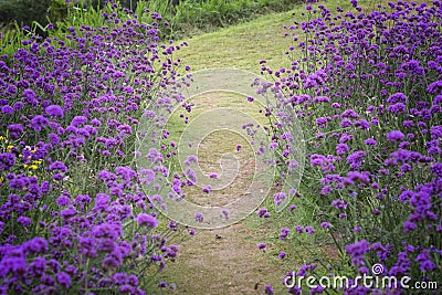 Verbena bonariensis,Purple Flowers Stock Photo