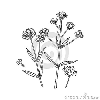 Verbena bonariensis purpletop, Argentinian vervain. Hand draw sketch Vector Illustration