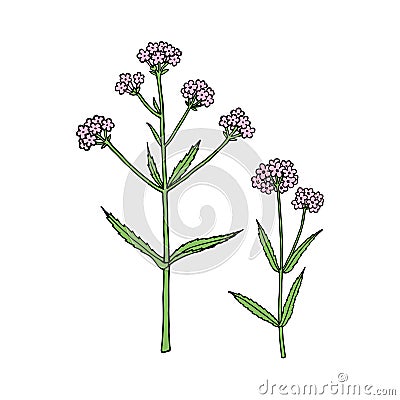 Verbena bonariensis purpletop, Argentinian vervain. Vector Illustration