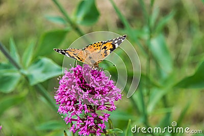 Verbena bonariensis pink flower with a Vanessa cardui butterfly searching for nectar Stock Photo