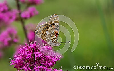 Verbena bonariensis pink flower with a Vanessa cardui butterfly searching for nectar Stock Photo