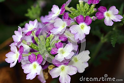 Beautiful two-tone flowers of Verbena Hybrida Flower Stock Photo