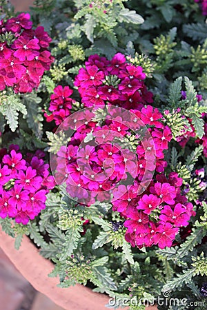 Verbena hybrida 'Sandy Rose' Stock Photo