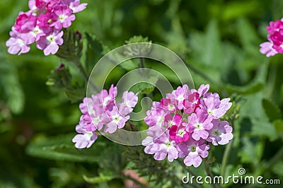 Verbena hybrida vervain ornamental colorful garden flowers in bloom, beautiful flowering plants Stock Photo
