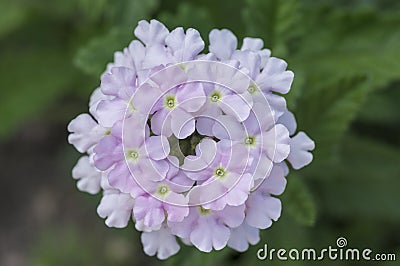 Verbena hybrida vervain ornamental colorful garden flowers in bloom, beautiful flowering plants Stock Photo