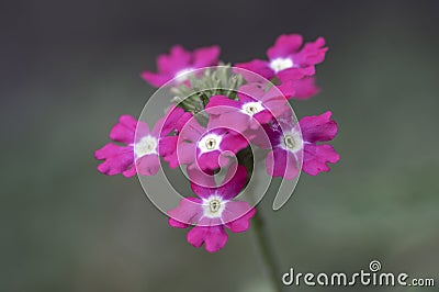 Verbena hybrida vervain ornamental colorful garden flowers in bloom, beautiful flowering plants Stock Photo