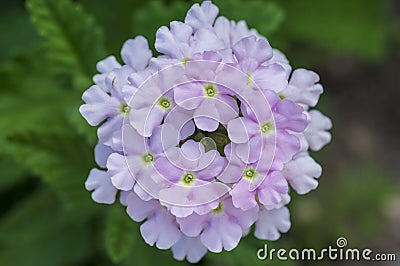 Verbena hybrida vervain ornamental colorful garden flowers in bloom, beautiful flowering plants Stock Photo