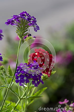 Verbena hybrida vervain ornamental colorful garden flowers in bloom, beautiful flowering plants Stock Photo