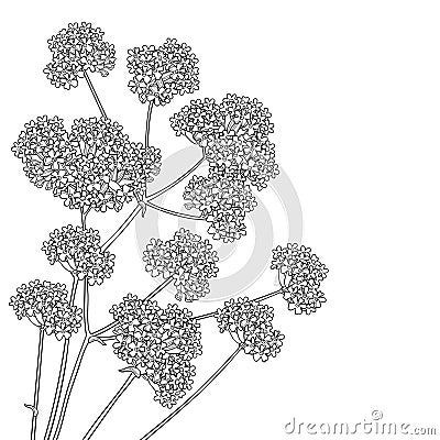 Vector corner bouquet with outline Verbena or Argentinian vervain flower in black isolated on white background. Vector Illustration