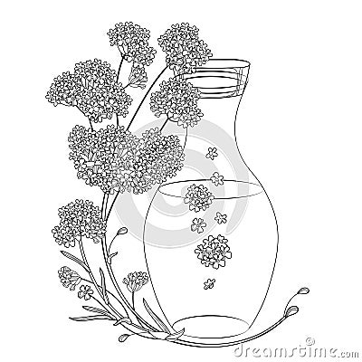 Vector corner bouquet of outline Verbena or Argentinian vervain flower and bottle of essential oil in black isolated on white. Vector Illustration