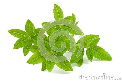 Verbena Stock Photo