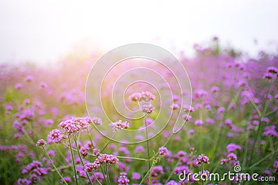 Verbena Purple flowers in the park Stock Photo