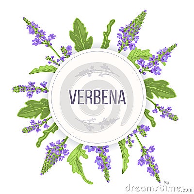 Verbena Round Circle badge. leaf branch, flowers and leaves. Vervain Herb template. for alternative medicine Stock Photo