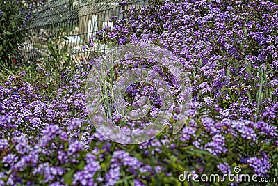 Verbena in the spring garden. Nature wakes up and makes us happy even in the desert. Stock Photo