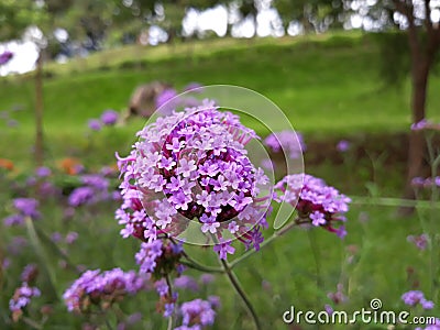 Verbena Stock Photo