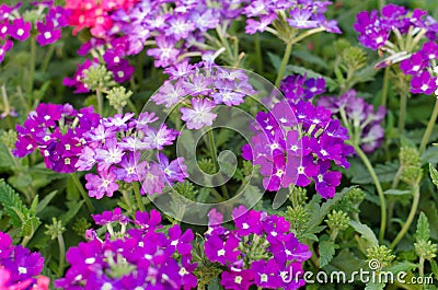 Verbena Stock Photo