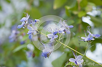 Verbenaceae Clerodedron ugadanse Stock Photo