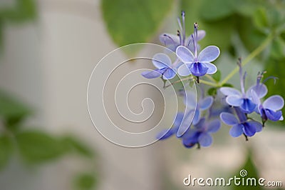 Verbenaceae Clerodedron ugadanse Stock Photo