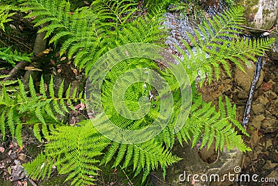 Verdant ferns growing on the shorelines of a creek Stock Photo