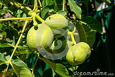 Verdant green walnuts growing in the garden Stock Photo