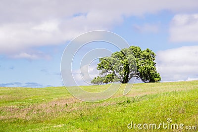 Verdant landscape on a sunny spring day in Edgewood county Park, San Francisco bay area, California Stock Photo