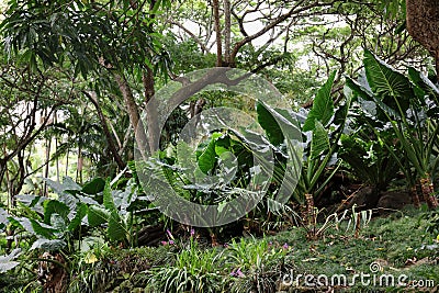 A verdant landscape in a tropical rainforest with ferns, trees, Elephant Ear plants and orchids in Allerton Gardens Editorial Stock Photo