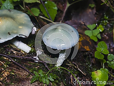 Verdigris agaric or Stropharia aeruginosa, blue mushroom, close-up, selective focus, shallow DOF Stock Photo