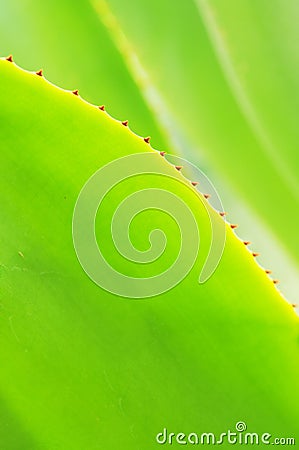 The verdure agave leaves Stock Photo