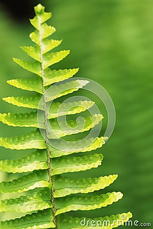 The verdure fern leaves Stock Photo